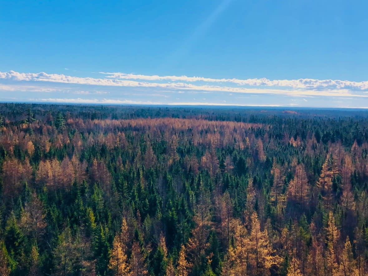 The trees around the flux tower at the Acadia Research Forest include spruce, fir, larch and a few white pine. (Jennifer Sweet/CBC - image credit)