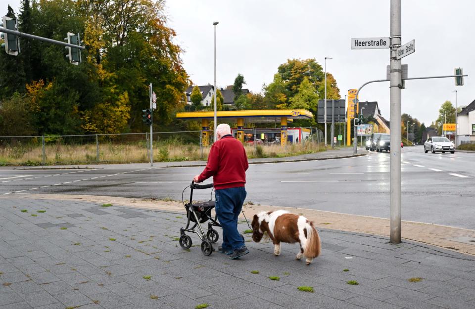 An elderly man with his walking aid goes for a walk with the small Shetland pony Pumuckel near a nursing home in Kierspe, western Germany on October 21, 2022.