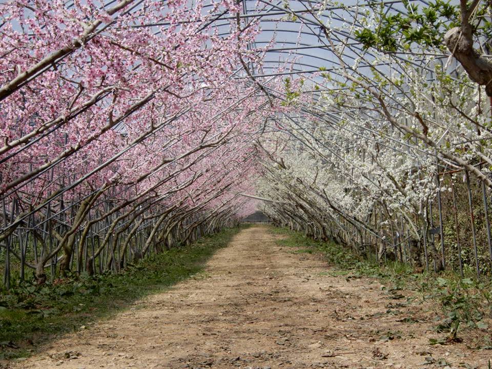 梅峰農場桃花李花盛開。 （中華旅行社提供）