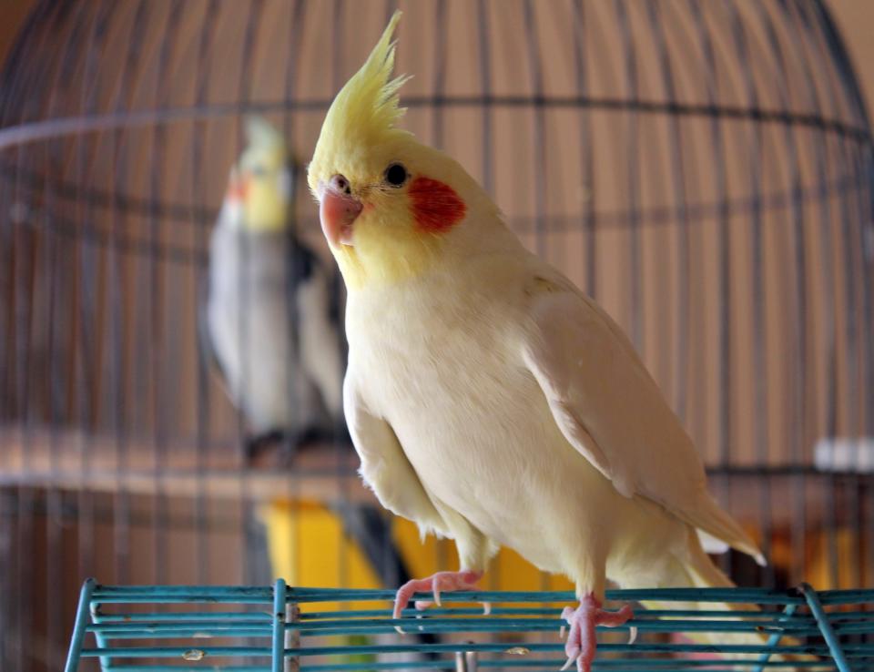 Cockatiels