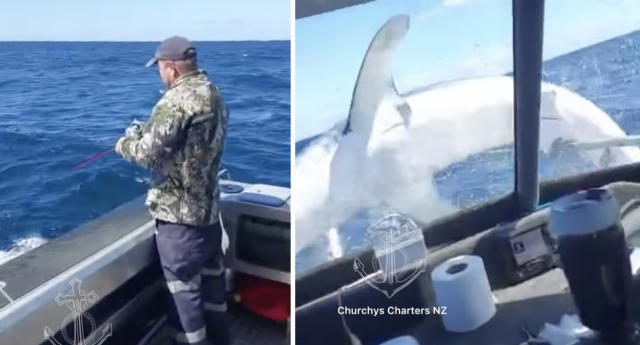 Big shark jumps on to charter boat