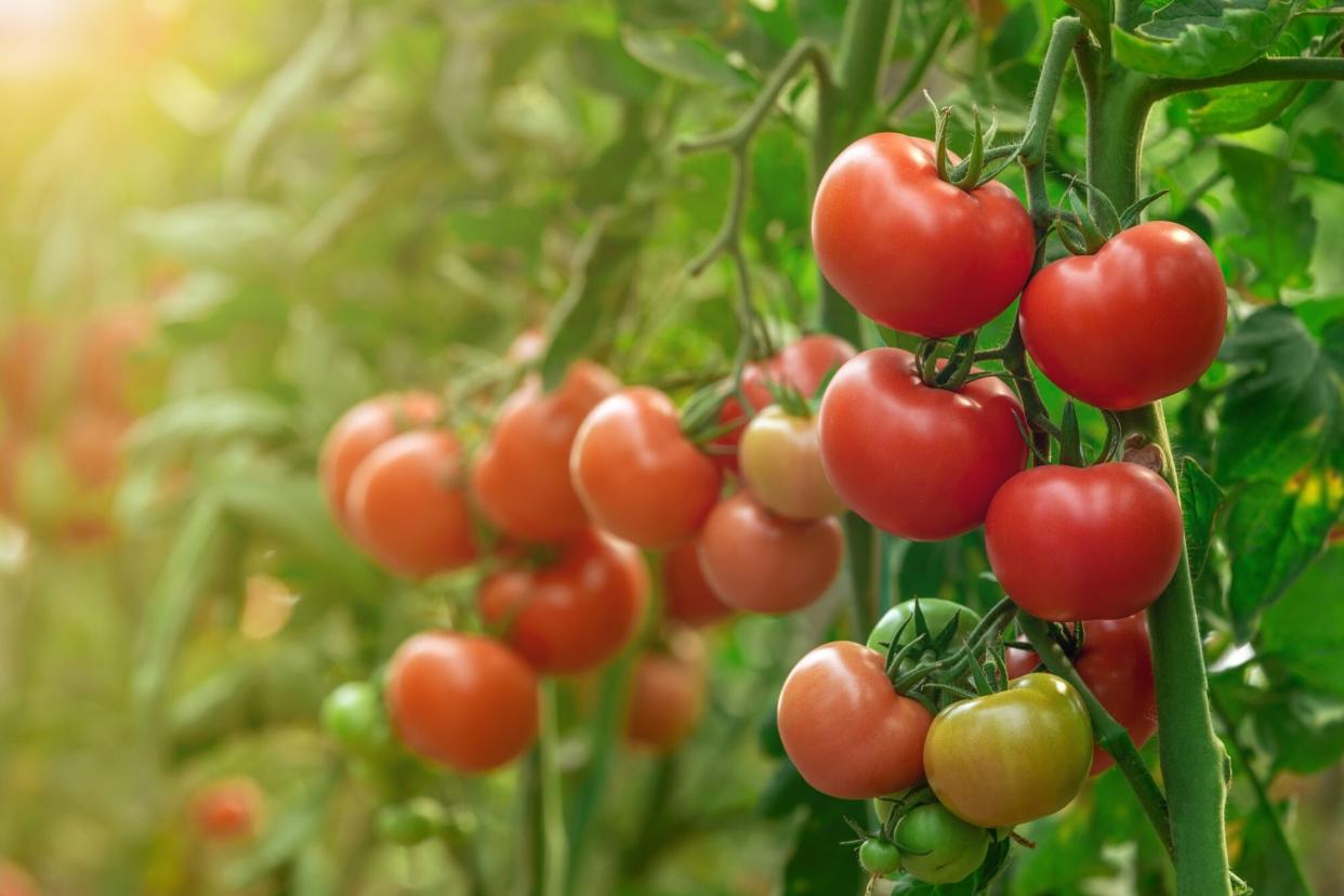 tomatoes gwoing on vine