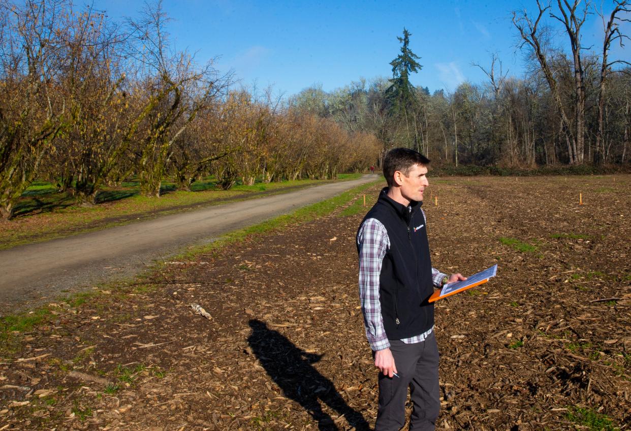 Willamalane spokesperson Kenny Weigandt visits an area of Dorris Ranch in Springfield on Friday, Jan. 28 where blight-infected trees have been cleared to make way for more resistant varieties.