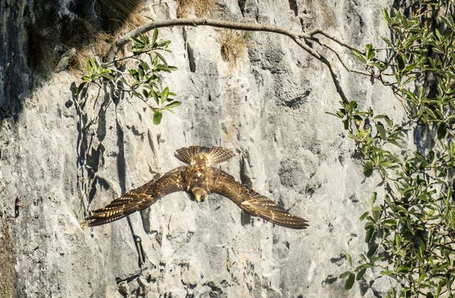 A peregrine falcon