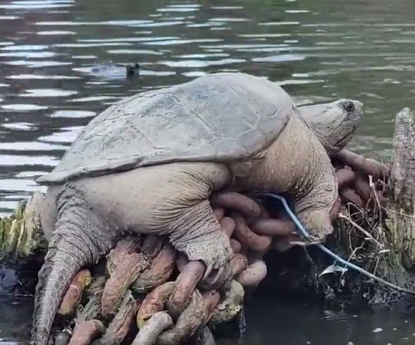 A massive snapping turtle dubbed "Chonkasaurus" spotted by passerbys sunbathing on rocks in the Chicago River is gaining internet popularity.