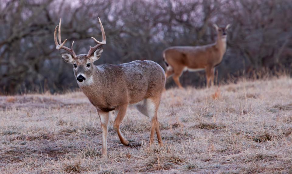 Chronic wasting disease was first discovered in Mississippi in 2018 and after almost six years, misinformation is still being spread.