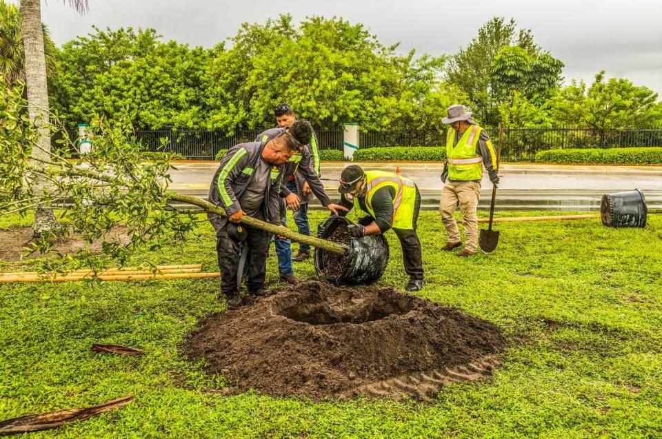 From left to right, workers Reynaldo and Pablo Olguin, Juan Melo, Alexis Reyes and Brigido Gonzalez, plant oak trees in Miami Gardens as part of the county’s tree-planting program.