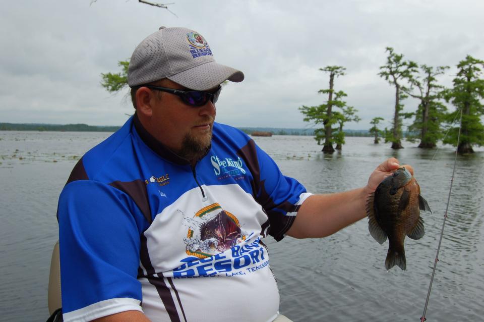 Catching bluegills in early June is a fun way to support a fish fry habit.