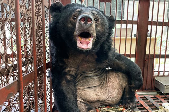 <p>Nezahat Sevim/Animals Asia</p> Dawn smiling during her recovery at Animals Asia's Tam Dao sanctuary