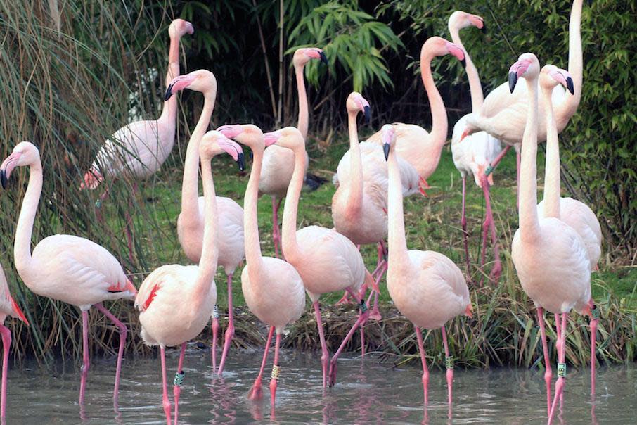 Feathered friends: (Courtesy of Pensthorpe Natural Park)