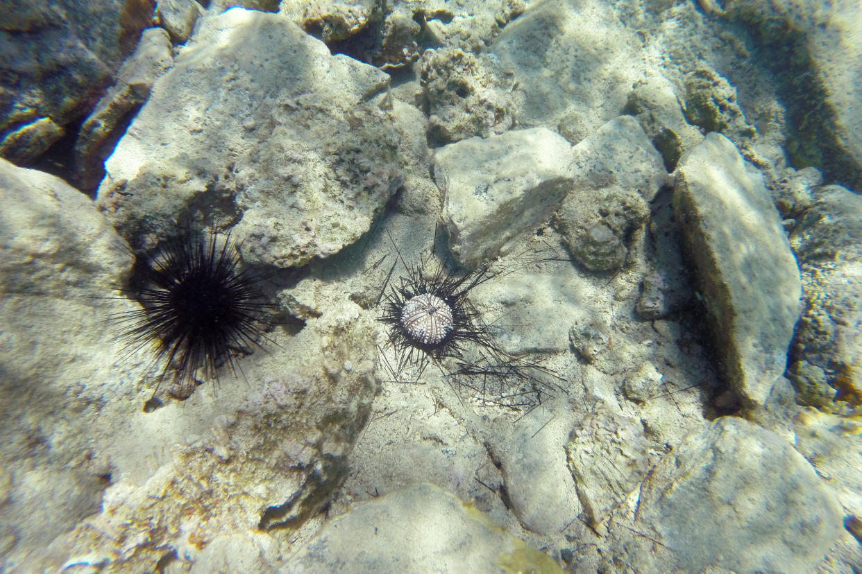 This photo provided by researchers shows a ciliate parasite-affected sea urchin, center, and a normal-looking one, left, in St. John, U.S. Virgin Islands, in April 2022. A tiny single-celled organism is to blame for a massive die-off of sea urchins in the Caribbean in 2022, researchers reported Wednesday, April 19, 2023, in the journalScience Advances. (Ian Hewson/Cornell University via AP)