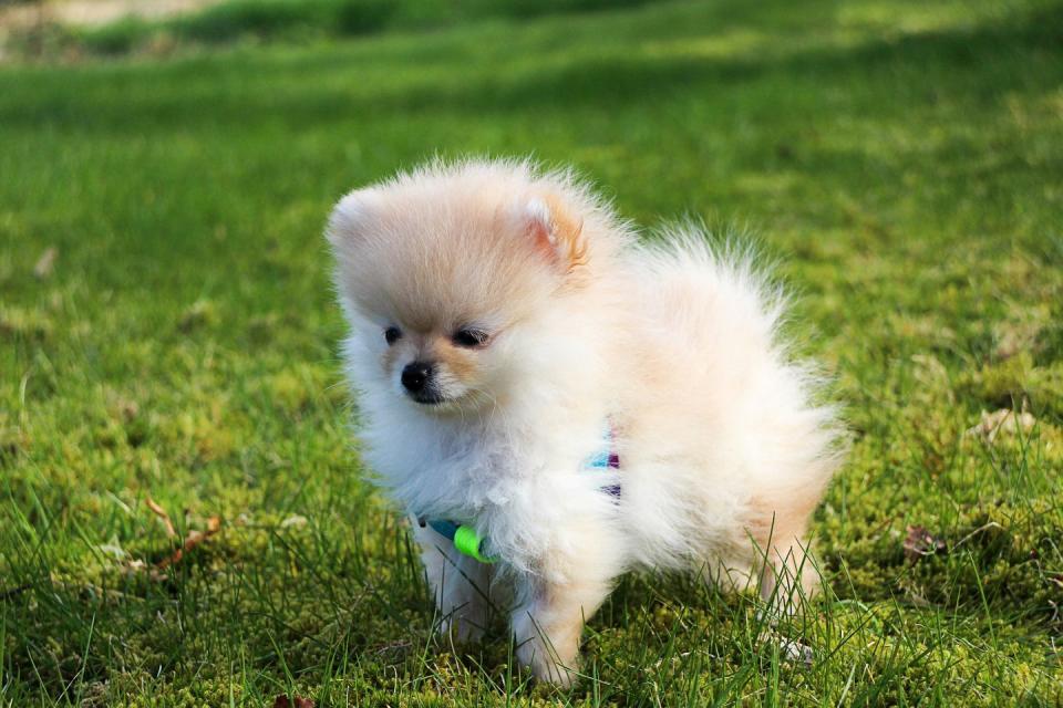 Pomeranian