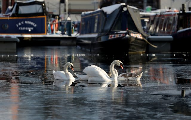 Swans were surrounded by ice in the Diglis Canal Basin in Worcester (David Davies/PA)