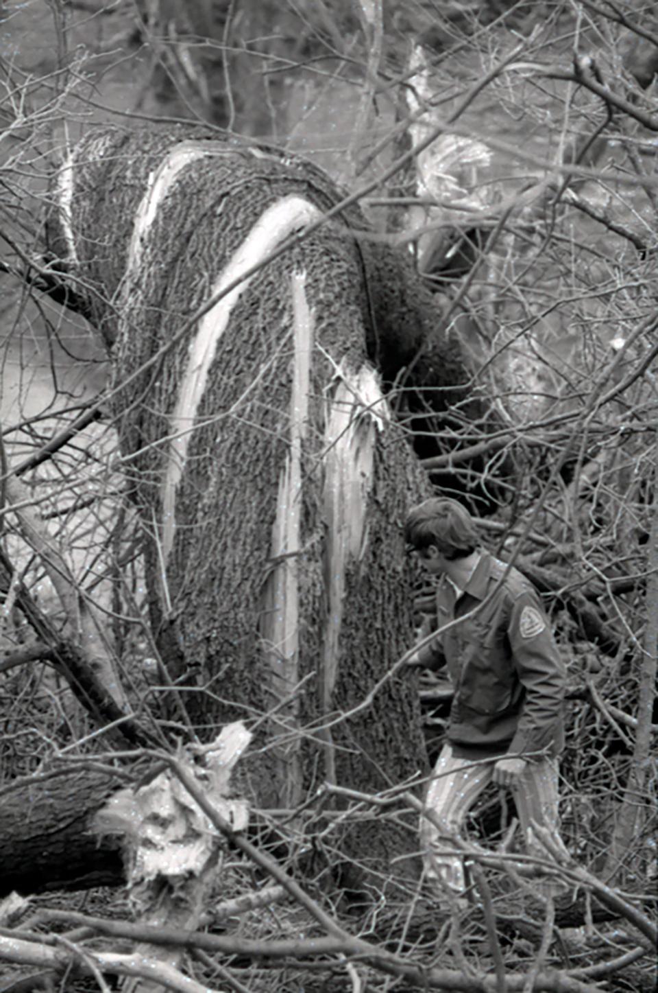 A twisted tree after the tornado outbreak in Louisville on April 3, 1974