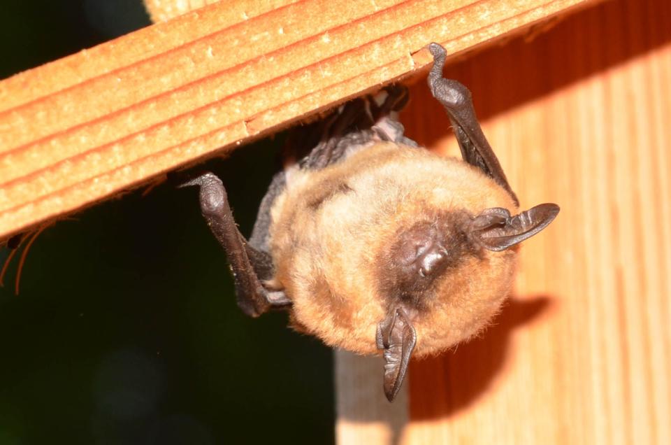 A brown bat perched in Sharon Mammoser's bluebird box.