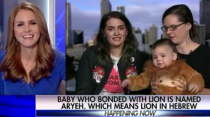 <p>"Aryeh no estaba nervioso para nada e interactuó con el león por algunos minutos”, contó la madre del bebé en un show de noticias, durante esta semana. </p>