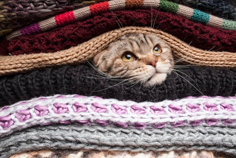 cat peeking out of pile of wooly jumpers