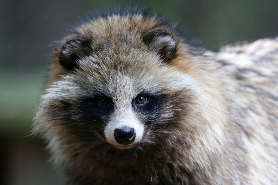 Raccoon dogs can be readily infected with SARS-CoV-2 and can transmit it. <a href="https://www.shutterstock.com/image-photo/raccoon-dog-186941030" rel="nofollow noopener" target="_blank" data-ylk="slk:Shutterstock;elm:context_link;itc:0;sec:content-canvas" class="link ">Shutterstock</a>