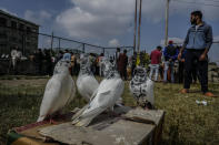 Pigeons are displayed for sale at an open pigeon market in Srinagar, Indian controlled Kashmir, June 10, 2022. The centuries-old tradition of pigeon keeping has remained ingrained to life in the old quarters of Srinagar where flocks of pigeons on rooftops, in the courtyards of mosques and shrines and around marketplaces are a common sight. Many of these are domesticated, raised by one of the thousands of pigeon keepers there. (AP Photo/Mukhtar Khan)