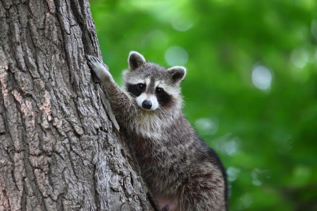 Raccoon climbing a tree looking at camera