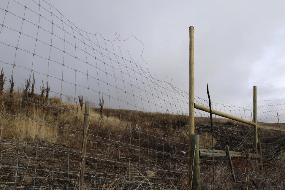 A fence surrounding a cherry orchard expansion site near Kelowna, British Columbia, is damaged by animal struggle on Dec. 7, 2023. Experts are concerned that the cherry orchard's expansion is impacting the mobility of animals that use a nearby wildlife corridor in an area under threat from urban sprawl and other development. (Aaron Hemens/IndigiNews via AP)