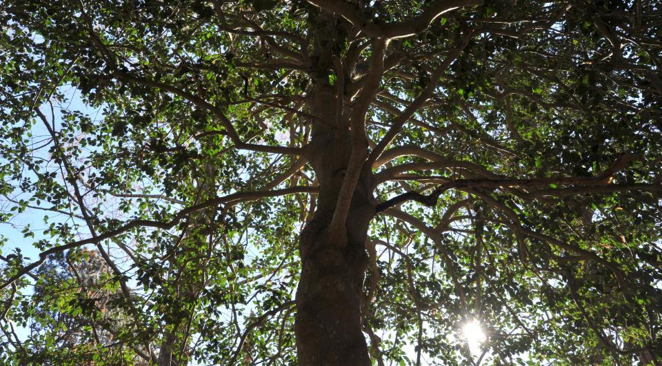 A big holly tree at the Mass Audubon Ashumet Holly Sanctuary in East Falmouth.