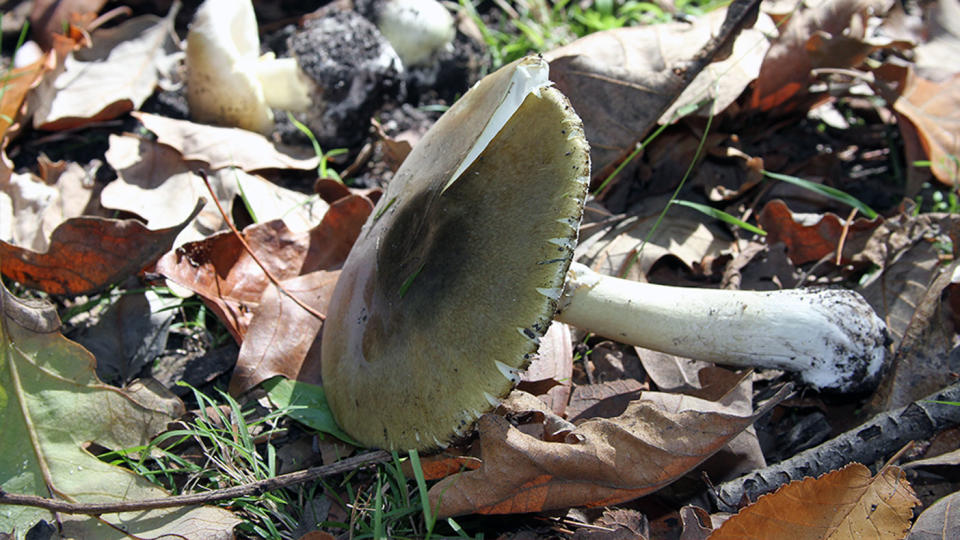 Pictured is a deathcap mushroom. Poisonous mushrooms, which grow around oak trees, are springing up around Australia.