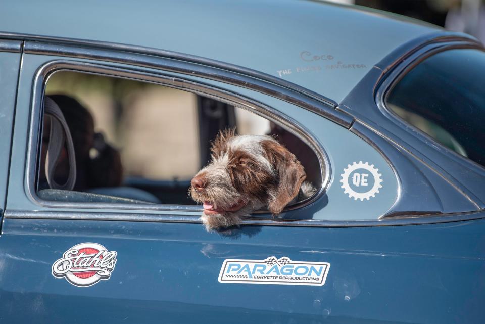 Coco "The Fuzzy Navigator" entertains spectators at the 2023 Hemmings Motor News Great Race stop in Pueblo on Saturday.