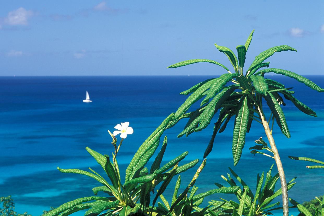 Paisaje tropical. (Jean-Marc LECERF/Gamma-Rapho via Getty Images)