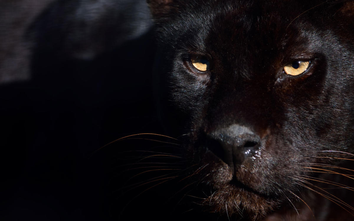 Rare African Black Leopard Photographed In The Wild For The First Time In A Century 