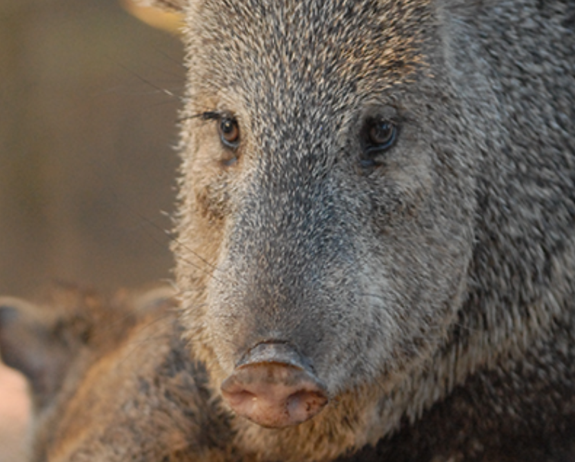 A 68-year-old woman was recently bit by a javelina in Arizona as it fought with her dogs, state wildlife officials said