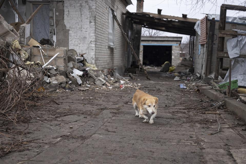 A dog limps past the debris of a house Friday, Dec. 10, 2021, after the home was struck by a mortar shell fired by Russia-backed separatists in the village of Nevelske in eastern Ukraine. The 7-year-old conflict between the separatists and Ukrainian forces has all but emptied the village. Shelling has damaged or destroyed 16 of the 50 houses there. (AP Photo/Andriy Dubchak)