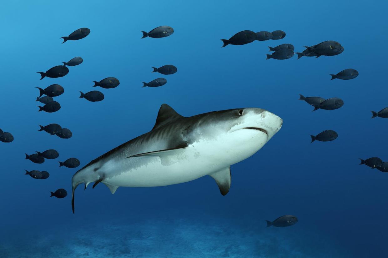 A tiger shark swims among surgeonfish off Fuvahmulah Atoll, Maldives, in the Indian Ocean. <a href="https://www.gettyimages.com/detail/photo/tiger-shark-with-shoal-of-fish-surgeonfishes-indian-royalty-free-image/1262279323" rel="nofollow noopener" target="_blank" data-ylk="slk:imageBROKER/Norbert Probst via Getty Images;elm:context_link;itc:0;sec:content-canvas" class="link ">imageBROKER/Norbert Probst via Getty Images</a>