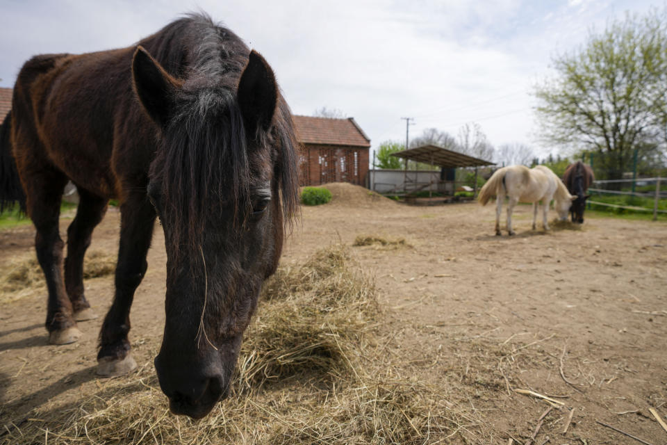 Horses eat in the Old Hill, sanctuary for horses in the town of Lapovo, in central Serbia, Wednesday, April 3, 2024. Zeljko Ilicic, 43-year-old Serbian man has set up the only sanctuary for horses in the Balkan country, providing shelter and care for dozens of animals for nearly a decade. Around 80 horses have passed through Ilicic's Staro Brdo, or Old Hill, sanctuary since it opened in 2015. (AP Photo/Darko Vojinovic)