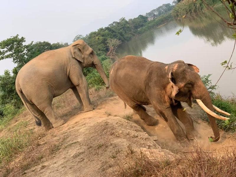 武漢肺炎疫情重創泰國觀光業，連大象都成了受災戶。圖為示意圖。（翻攝自GTAEF Helping Elephants臉書）