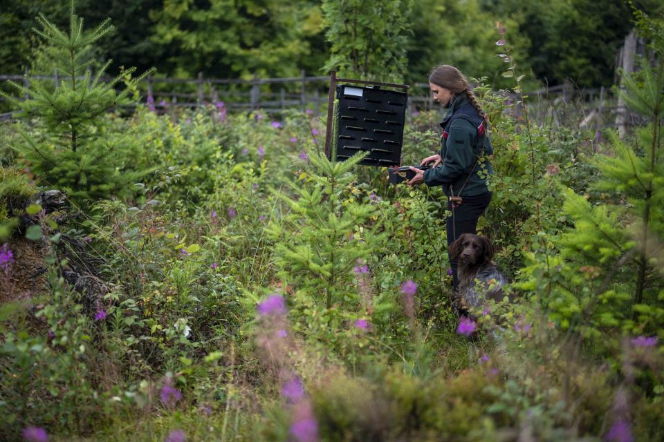 Marion Petrik, a forest ranger of Lower-Saxony state forests, checks a trap used to monitor European spruce bark beetles in a forest at the Harz mountains near Clausthal-Zellerfeld, Germany, Thursday, July 27, 2023. The tiny insects have been causing outsized devastation to the forests in recent years, with officials grappling to get the pests under control before the spruce population is entirely decimated. (AP Photo/Matthias Schrader)