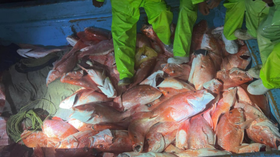 Close-up of caught red snappers