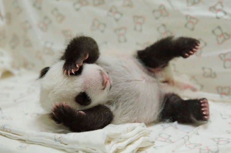 Undated photo provided by the Taipei City Zoo on August 11, 2013 shows a new-born panda cub at the zoo. The cub stayed overnight for the first time with her doting mother, zoo-keepers said Thursday