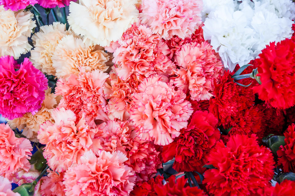Close-up of carnations for sale, Sucre, Oropeza Province, Chuquisaca Department, Bolivia