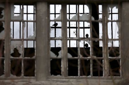 Pigeons sit in an old factory building at an abandoned coal mine in Genk December 17, 2014. REUTERS/Francois Lenoir