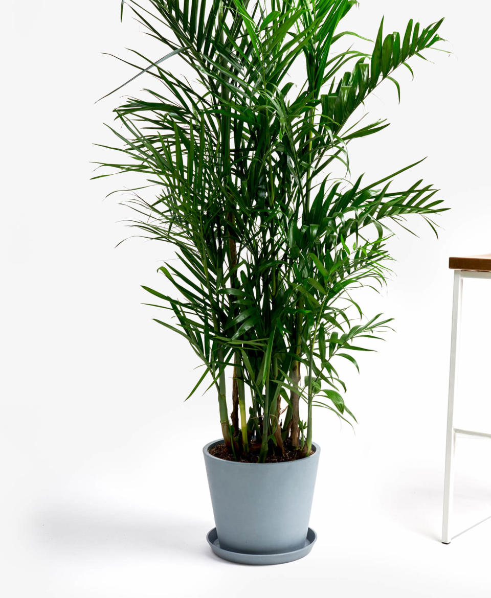 58" Bamboo Palm (Photo: Bloomscape)