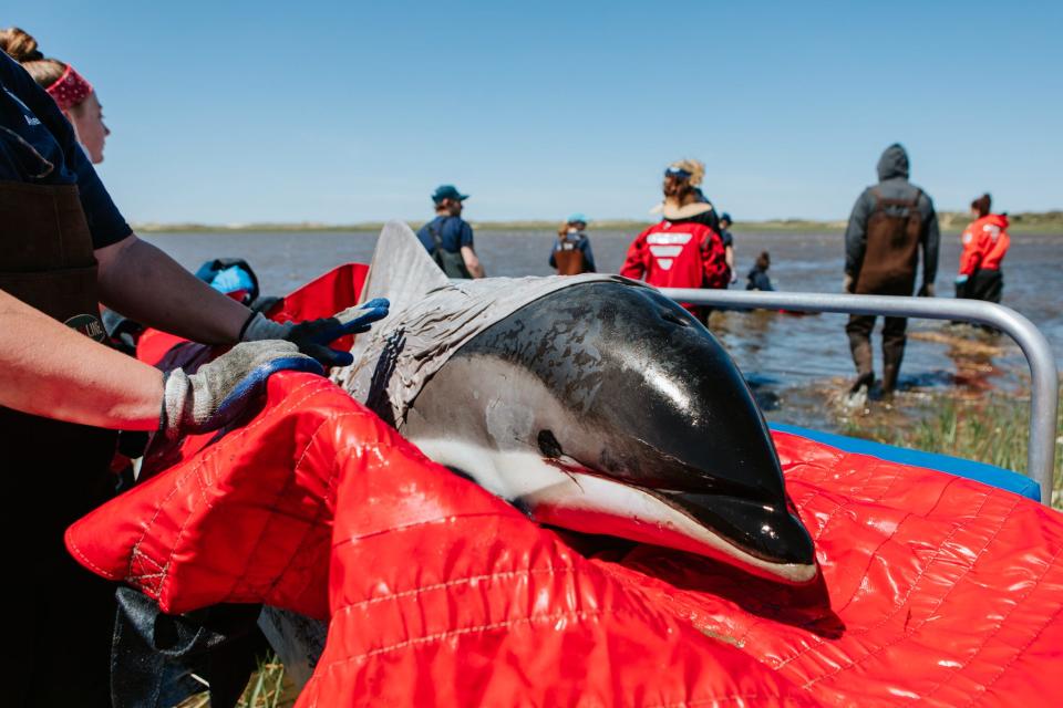 Rescuers with the International Fund for Animal Welfare (IFAW) help one of the dolphins that stranded in Wellfleet on Wednesday, May 18.