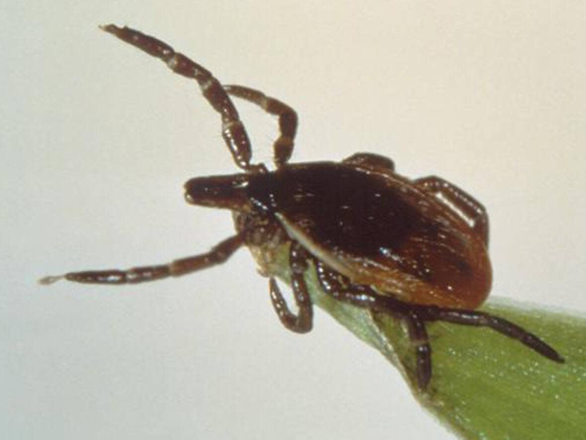 A group of researchers found that blacklegged ticks carrying Borrelia burgdorferi, the bacteria that causes Lyme disease, were more likely to survive the winter.  (CDC - image credit)