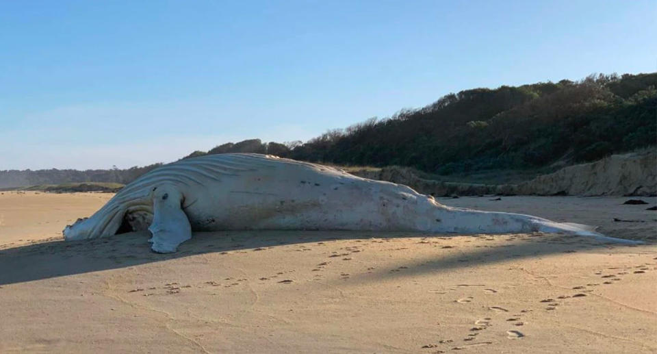 A white whale has been found washed up on a Victorian beach. Source: Nine News