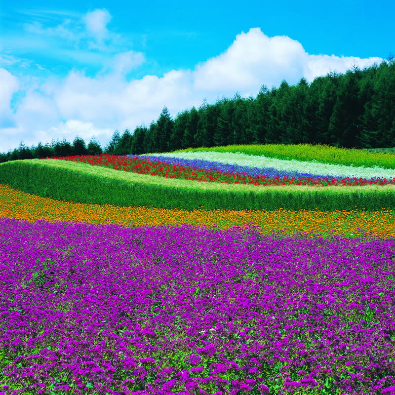 圖/北海道