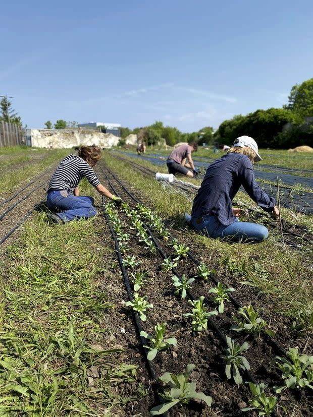 A Montreuil, les voisins sont venus planter pendant le confinement : un projet de Sophie Jankowvski, lauréate de Pariculteurs.