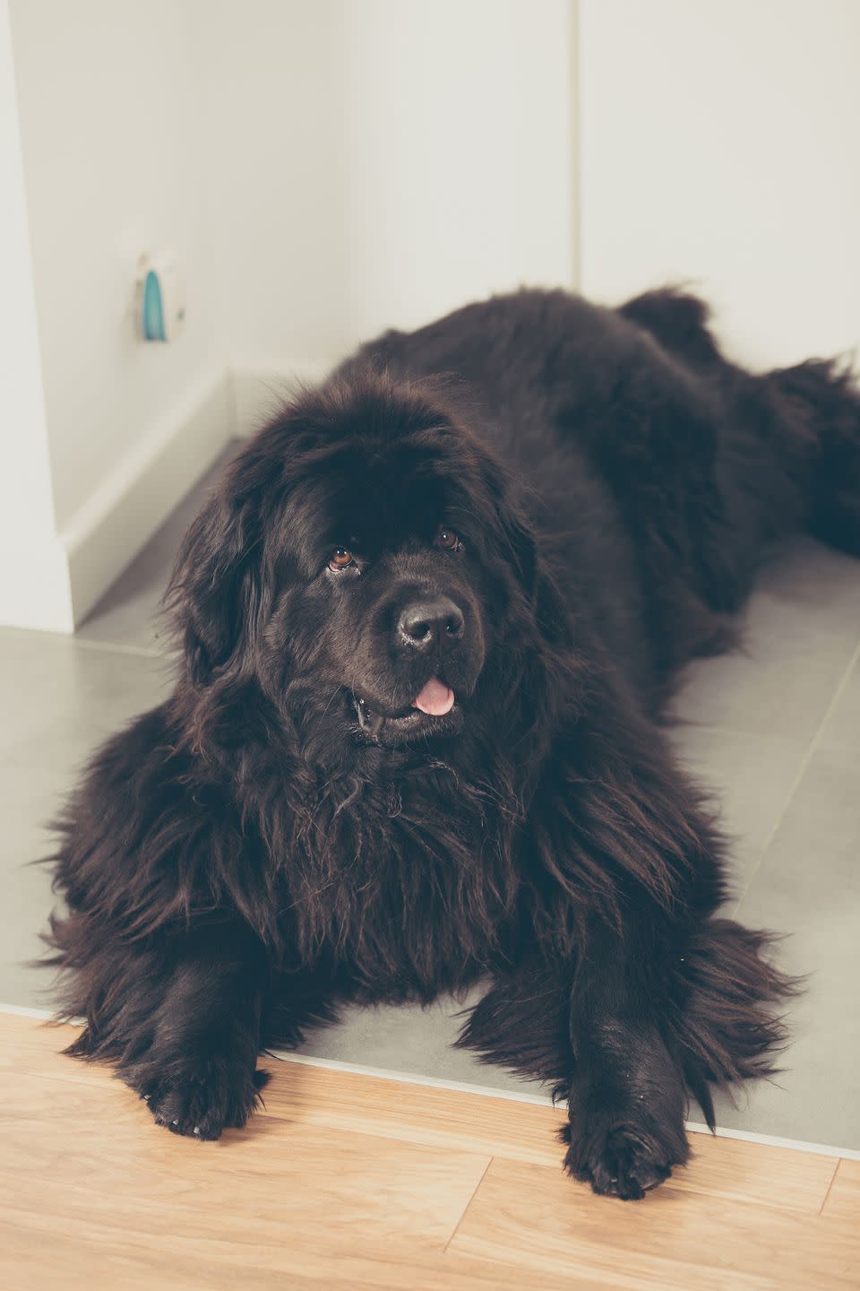 Newfoundland Dog