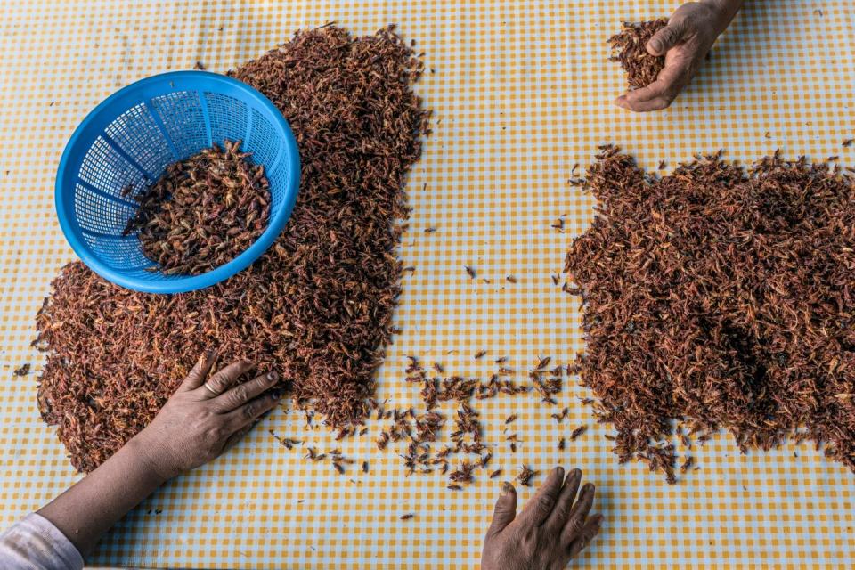 A blue colander sits surrounded by piles of cooked grasshoppers