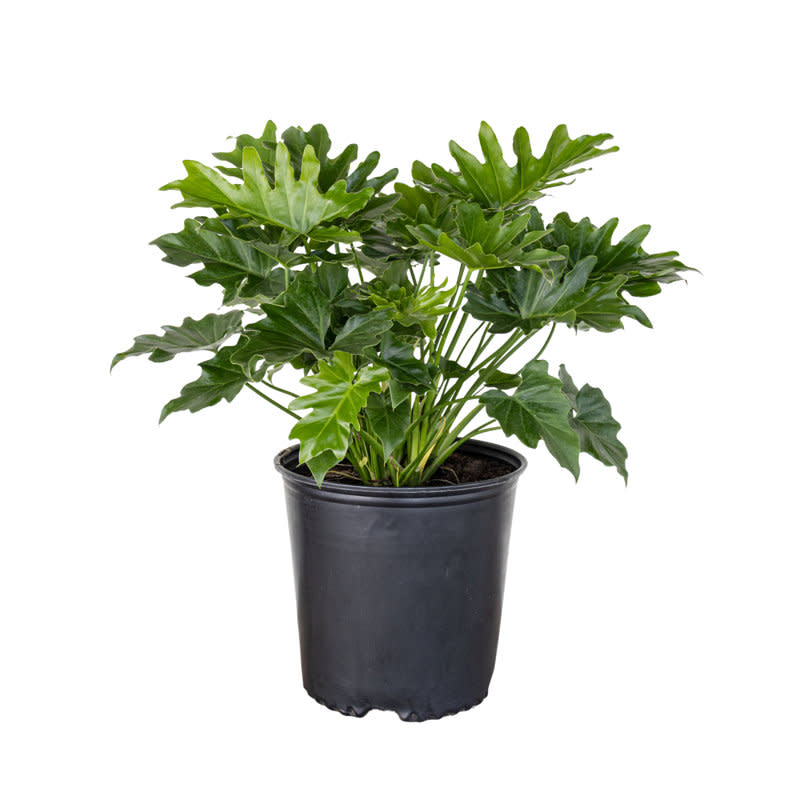 <p><a href="https://go.redirectingat.com?id=74968X1596630&url=https%3A%2F%2Fwww.wayfair.com%2F--%2Fpdp%2Funited-nursery--philodendron-selloum-plant-live-indoor-houseplant-in-9.25-inch-grower-pot-pselloum10gp-l7541-site1052.html&sref=https%3A%2F%2Fwww.housebeautiful.com%2Flifestyle%2Fgardening%2Fg36099328%2Fbig-leaf-plants%2F" rel="nofollow noopener" target="_blank" data-ylk="slk:Shop Now;elm:context_link;itc:0;sec:content-canvas" class="link ">Shop Now</a></p><p>Philodendron Selloum</p><p>Wayfair</p><p>$28.37</p><span class="copyright">Wayfair</span>