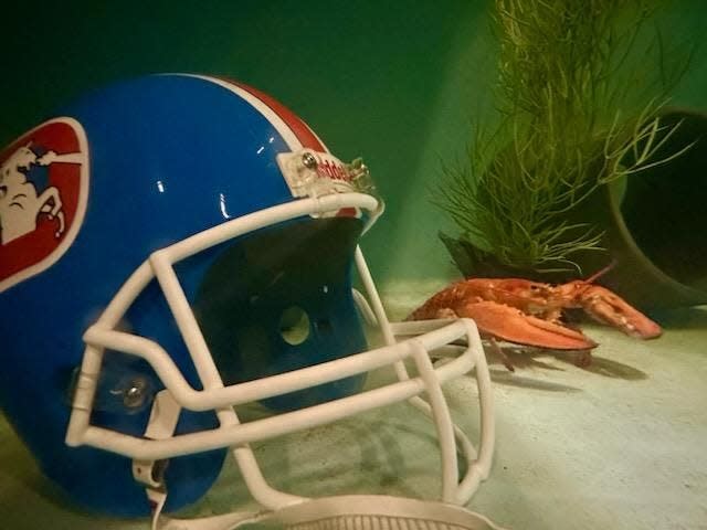 Crush, a rare orange lobster, stands beside a Denver Broncos helmet at the bottom of his current tank. The crustacean was primarily named in honor of the Broncos' Orange Crush defense of the late 1970s.